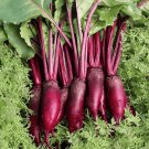 60 Seeds Dark Red Beetroot Cylindra Vegetables Fresh Seeds