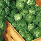 200 Seeds Brussel Sprouts Italian Mezzo Nano Vegetables Fresh Seeds