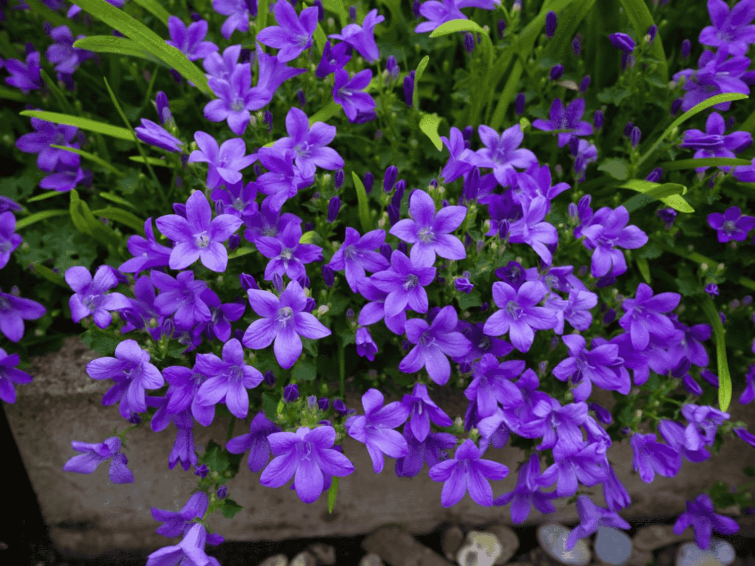 100 Seeds Rare Mixed Colorful Pink White Purple Red Campanula Bellflowers Fresh Seeds