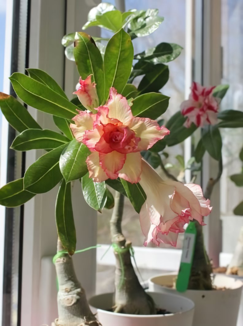 4 Seeds Golden Wavy Petals with Light Pink Edge Desert Rose Flower Fresh Seeds