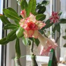 4 Seeds Golden Wavy Petals with Light Pink Edge Desert Rose Flower Fresh Seeds