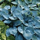 200 Seeds Hosta Sky Blue Leaves Fresh Seeds