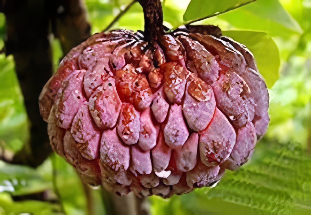 40 Seeds Graviola Annona Muricata Sweetsop Delicious Fruit Fresh Seeds