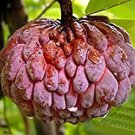 40 Seeds Graviola Annona Muricata Sweetsop Delicious Fruit Fresh Seeds