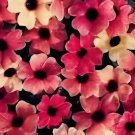 20 Seeds Susan Rose Red Flowers with Black Eye Fresh Seeds