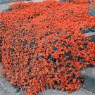 200 Seeds Creeping Thyme Light Orange Colors Fresh Seeds