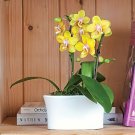 200 Seeds Phalaenopsis Orchid Mini Type Yellow Flowers Fresh Seeds