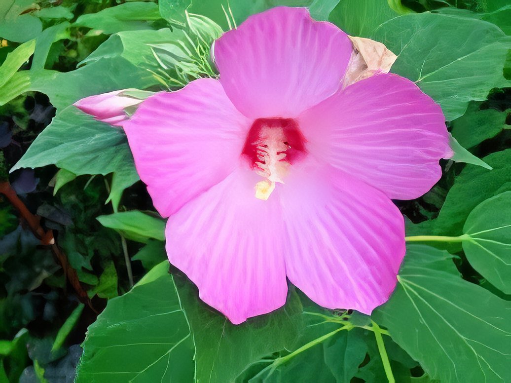 40 Seeds Perennial Rosemallow Mixed Hibiscus Flowers Fresh Seeds