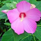 40 Seeds Perennial Rosemallow Mixed Hibiscus Flowers Fresh Seeds