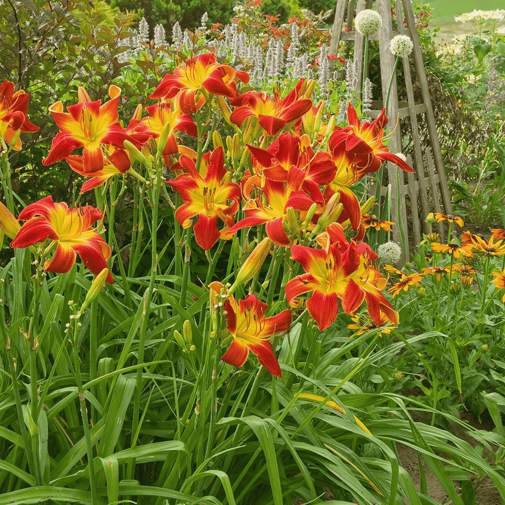 200 Seeds Hemerocallis Mixed 6 Colors Fresh Seeds