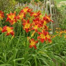 200 Seeds Hemerocallis Mixed 6 Colors Fresh Seeds