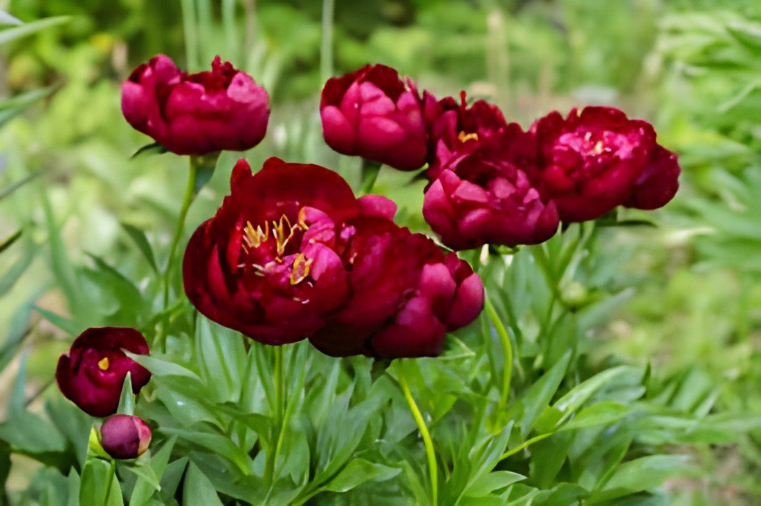 10 Seeds Hot Fire' Red Wrinkled Peony Tree Fresh Seeds
