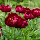 10 Seeds Hot Fire' Red Wrinkled Peony Tree Fresh Seeds