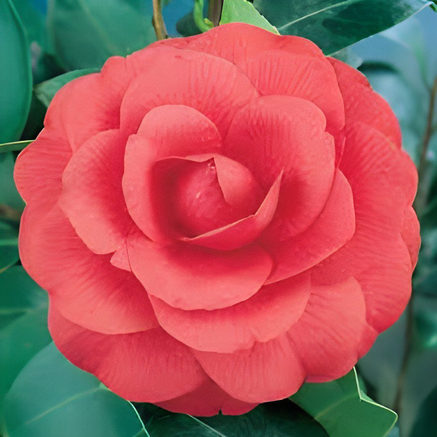 100 Seeds Camellia Flores Fresh Seeds