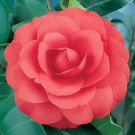 100 Seeds Camellia Flores Fresh Seeds