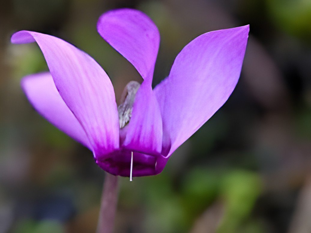 10 Seeds Qiguaidao' Purple Eastern Cyclamen Fresh Seeds