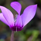 10 Seeds Qiguaidao' Purple Eastern Cyclamen Fresh Seeds
