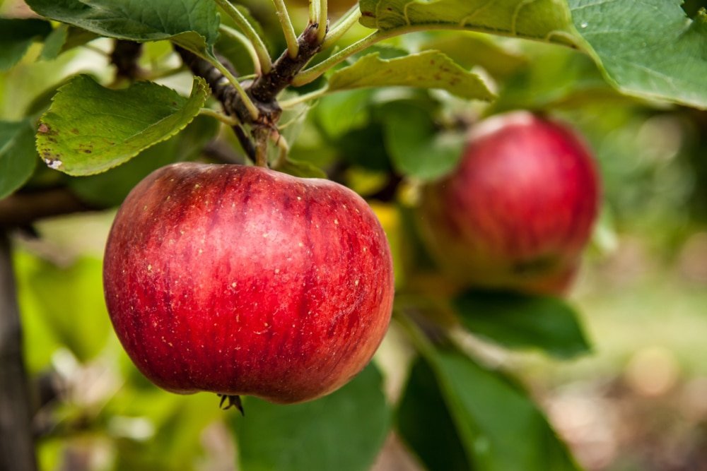 200 Seeds Red Apple Tree Fresh Seeds