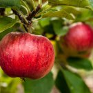 200 Seeds Red Apple Tree Fresh Seeds