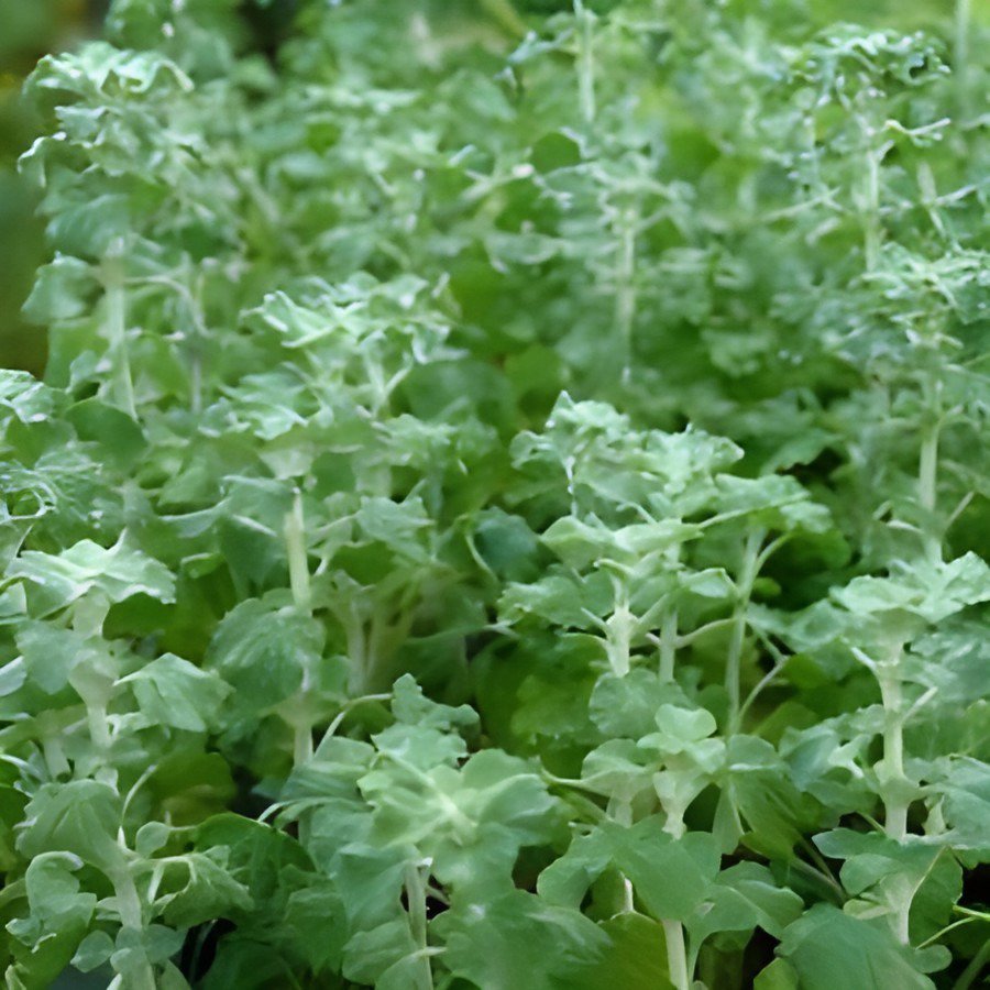 40 Seeds Imported Horehound Fresh Seeds