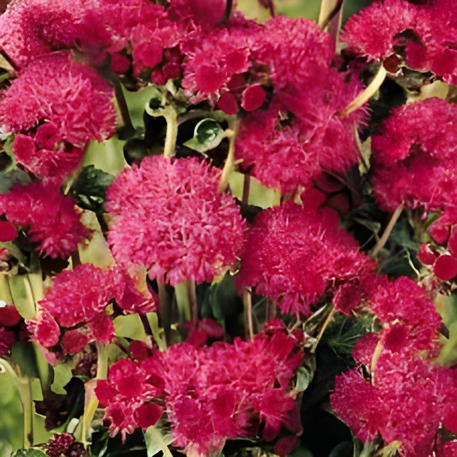 20 Seeds Ageratum Red Sea Fresh Seeds