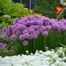 200 Seeds Giant Allium Mixed White Purple Yellow Blue Dark Red etc Colors Fresh Seeds
