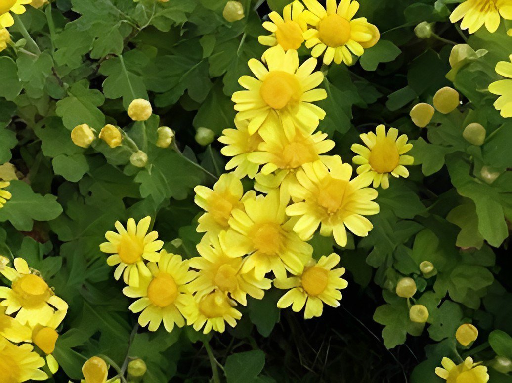 500 Seeds Ground-cover Chrysanthemum Fresh Seeds