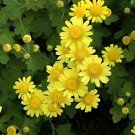 500 Seeds Ground-cover Chrysanthemum Fresh Seeds