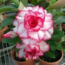 4 Seeds Adenium Light Pinkish White Flower Fresh Seeds