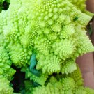 200 Seeds Roman Broccoli Seeds Vegetables Fresh Seeds