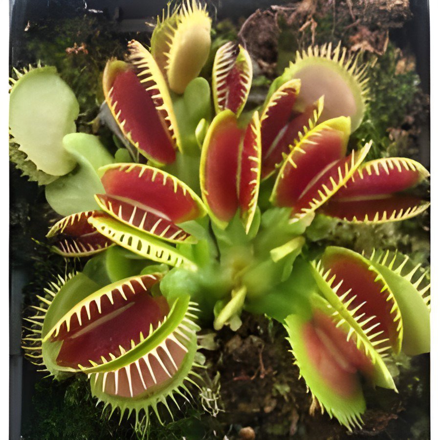 600 Seeds Garden Potted Flytrap Dionaea Muscipula - Mixed 9 Types Fresh Seeds