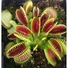 600 Seeds Garden Potted Flytrap Dionaea Muscipula - Mixed 9 Types Fresh Seeds