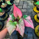 200 Seeds Thailand Caladium Fresh Seeds