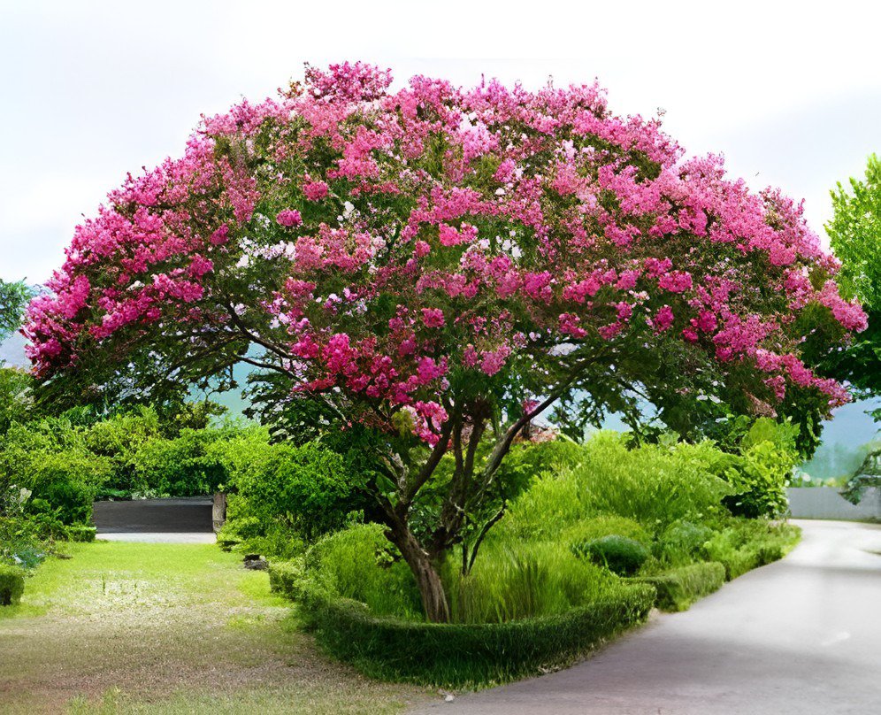 80 Seeds Crape Myrtle Bonsai Mixed Perennial Tree Flower Fresh Seeds