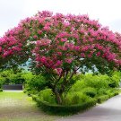 80 Seeds Crape Myrtle Bonsai Mixed Perennial Tree Flower Fresh Seeds