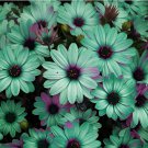 200 Seeds Cosmos Flower Seeds Acid Blue Double Flowers with Purple Fresh Seeds