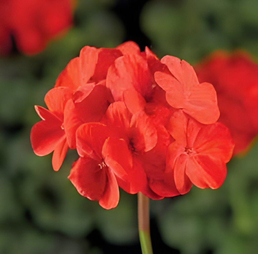 20 Seeds Geranium Deep Scarlet Perennial Flower Fresh Seeds