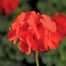 20 Seeds Geranium Deep Scarlet Perennial Flower Fresh Seeds