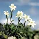 40 Seeds Genuine Edelweiss Fresh Seeds