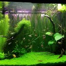 200 Seeds Aquarium Plant Aquarium Water Fresh Seeds