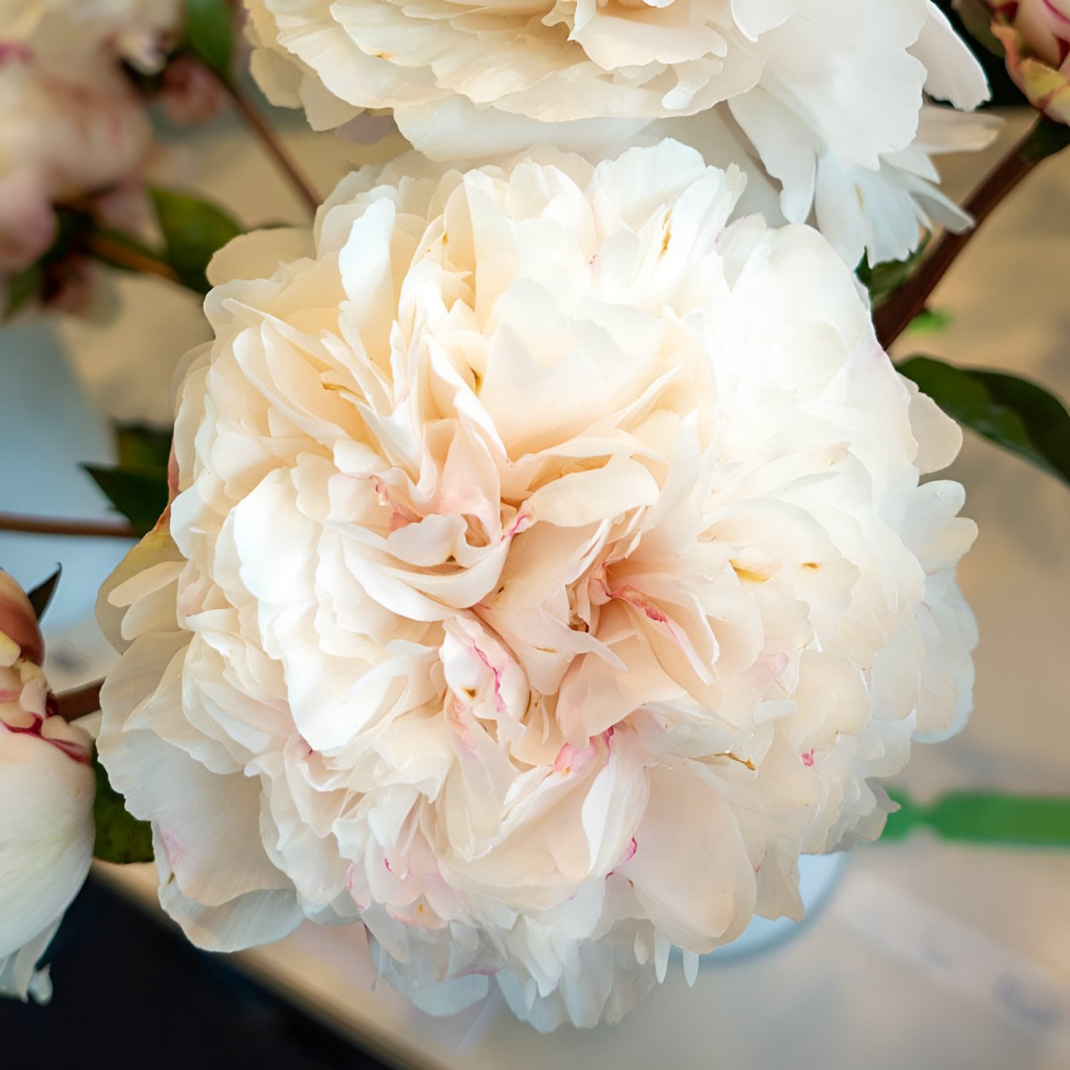 40 Seeds Peony Flowers White Damask with Light Fresh Seeds