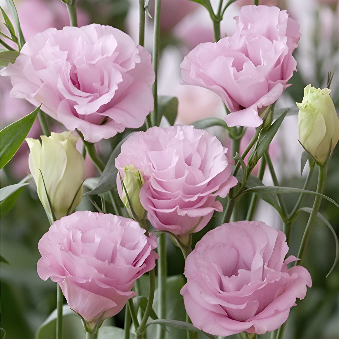 200 Seeds Eustoma Grandiflorum Water Pink Double Flowers Hybrid Fresh Seeds