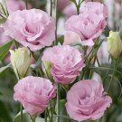 200 Seeds Eustoma Grandiflorum Water Pink Double Flowers Hybrid Fresh Seeds