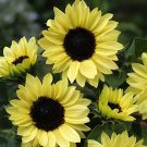 40 Seeds Heirloom Edible White Long Sunflower Fresh Seeds