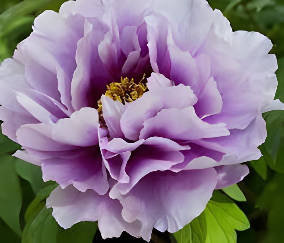 10 Seeds Heirloom 'Xin Shou' Light Purple Peony Plant Flower Fresh Seeds