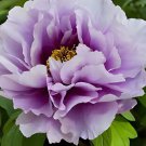 10 Seeds Heirloom 'Xin Shou' Light Purple Peony Plant Flower Fresh Seeds
