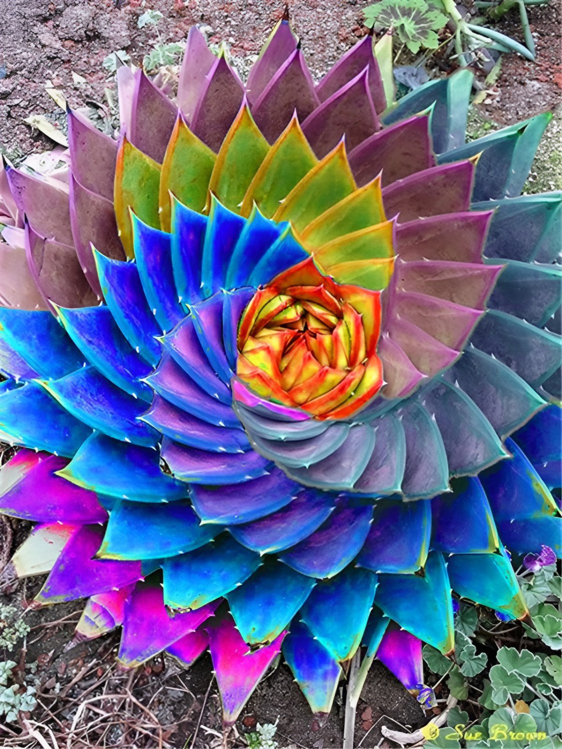 200 Seeds Aloe Vera Plant Herbal Succulent Fresh Seeds