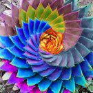 200 Seeds Aloe Vera Plant Herbal Succulent Fresh Seeds