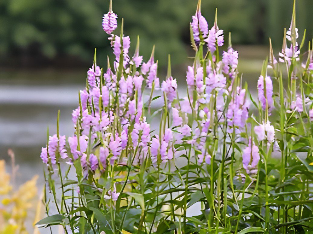 60 Seeds Pink False Dragonhead Flower Perennial Fresh Seeds