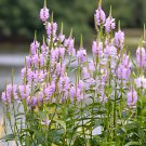 60 Seeds Pink False Dragonhead Flower Perennial Fresh Seeds